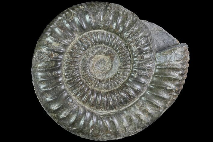 Dactylioceras Ammonite Fossil - England #84937